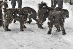 Diemtigtal 22.01.2023
