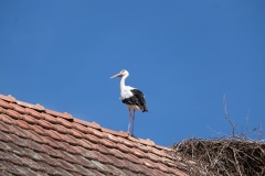 DSCF0660