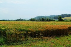 IMG_0265